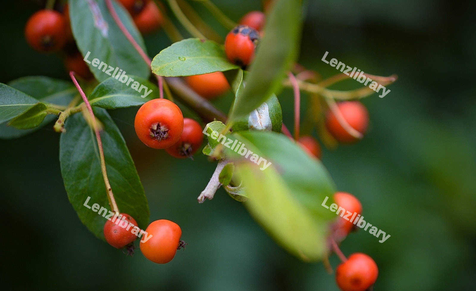 Pyracantha crenulata